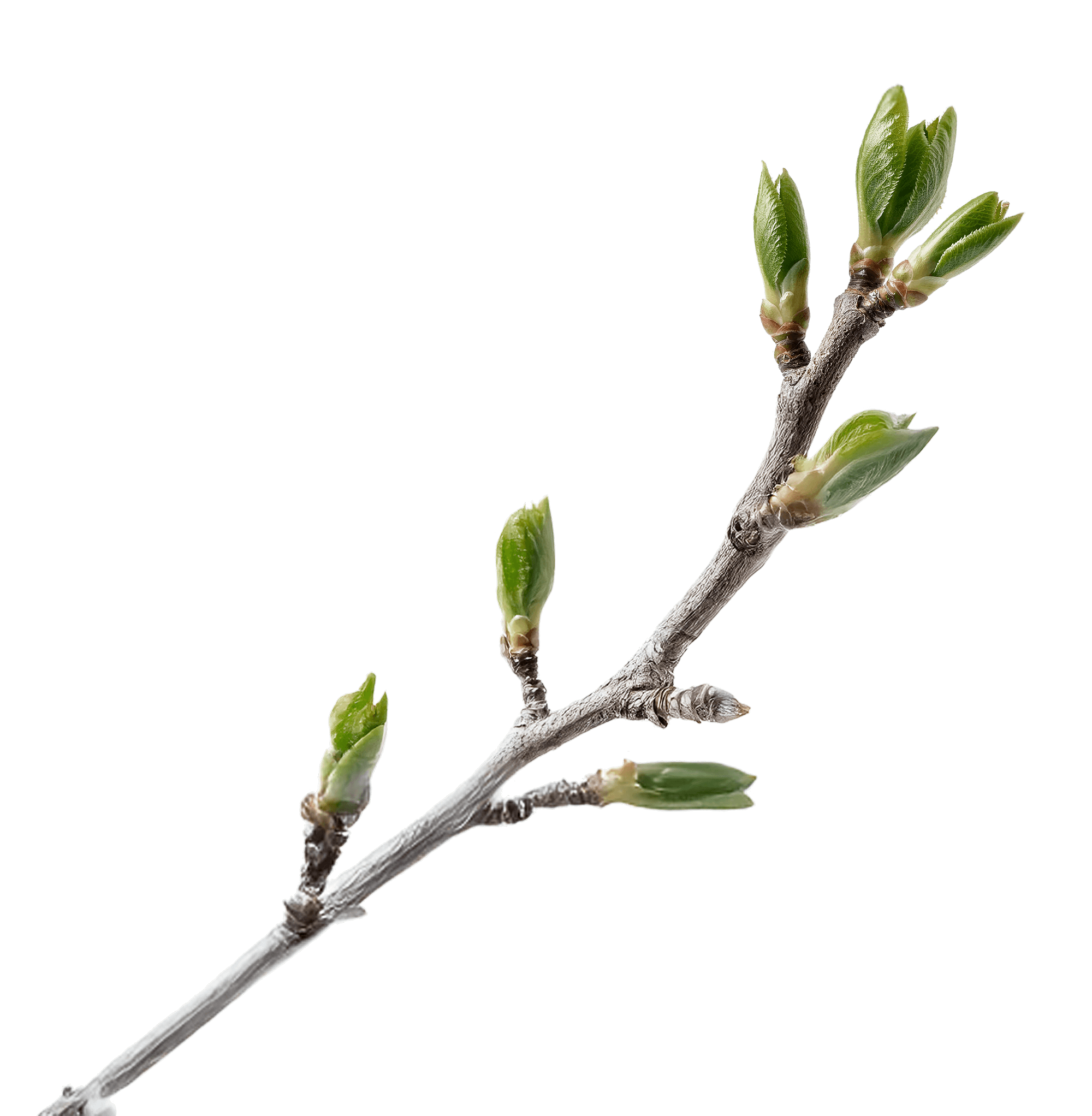Imagen de un trozo de bonsai